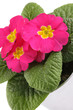 canvas print picture - Pink Primrose