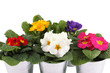 canvas print picture - Many Primrose potted plants
