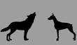 a dog and a wolf on a gray background