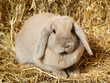 Lop-earred Rabbit