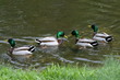 Wasservögel