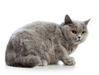 British Shorthair Cat