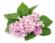 Branch of a lilac