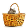 British Shorthair Cat