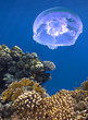 Landscape under water