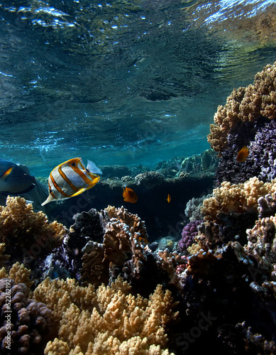 Photo: Landscape under water Landscape under water