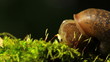 snail gets out from an armor. Macro time lapse