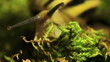 Video: The snail looks for a way. Macro The snail looks for a way. Macro