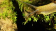 Video: Creeping snail. Macro Creeping snail. Macro