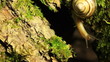 Video: Snail on tree bark. Snail on tree bark.