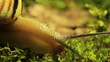 Video: Snail on tree bark.Macro Snail on tree bark.Macro