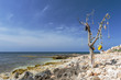 Tree with objects