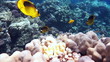 Coral and fish in the Red Sea, Egypt