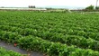 Strawberries at garden beds