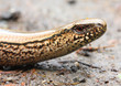 Foto: The Slow Worm or Blind Worm (Anguis fragilis). The Slow Worm or Blind Worm (Anguis fragilis).