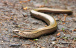Foto: The Slow Worm or Blind Worm (Anguis fragilis). The Slow Worm or Blind Worm (Anguis fragilis).