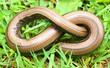 Foto: The Slow Worm or Blind Worm (Anguis fragilis). The Slow Worm or Blind Worm (Anguis fragilis).