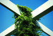 Climber on Pergola