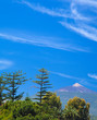 Northern  Tenerife, view over tree tops towards Teide