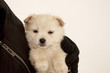 Adorable fluffy puppy