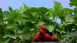 Red ripe berries on Strawberries farm.