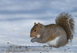 Bowing squirrel