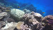 Coral and fish in the Red Sea, Egypt