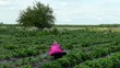 Farmer is working on the strawberry patch
