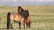 Horses Love. Slow Motion at a rate of 120 fps