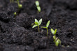 Small Plants (Macro)