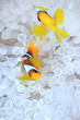 Amphiprion bicinctus, anemonefish in bleached sea anemone