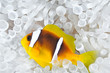 Anemonefish in bleached host sea anemone