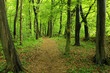 Foto: Premiumwanderweg P11 Premiumwanderweg P11