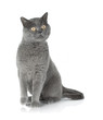 Foto: Sitting grey cat Sitting grey cat