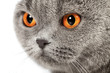 British Shorthair Cat