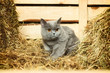 British Shorthair Cat