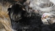 mother cat with little newborn kittens