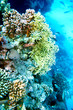 Group of coral fish  water.