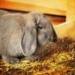 Lop-earred Rabbit