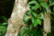 green-eared barbet