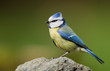 Blue Tit