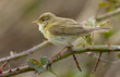 Photo: Willow Warbler Willow Warbler