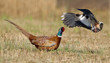 Photo: Pheasant is attacked by a lapwing Pheasant is attacked by a lapwing