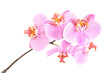 Studio shot of a pink orchid branch with many flowers