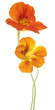 nasturtium