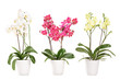 Three blooming orchids in pots