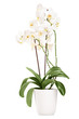 White orchid in a white pot with many flowers