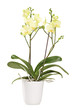Yellow orchid in a white pot with many flowers