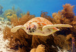 Green Sea Turtle
