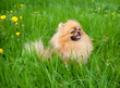 cute Pomeranian dog sitting in the green grass